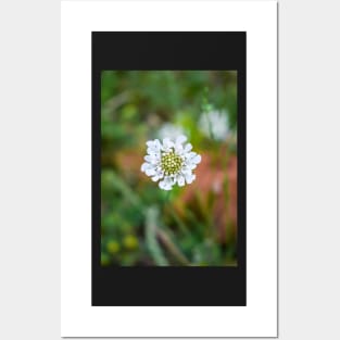 Little White Flower in the Grass Posters and Art